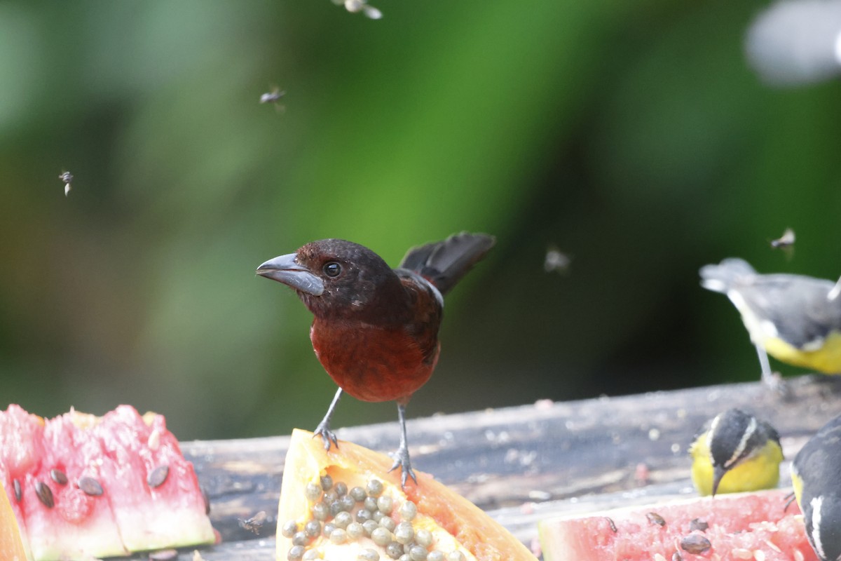 Silver-beaked Tanager - ML644394095