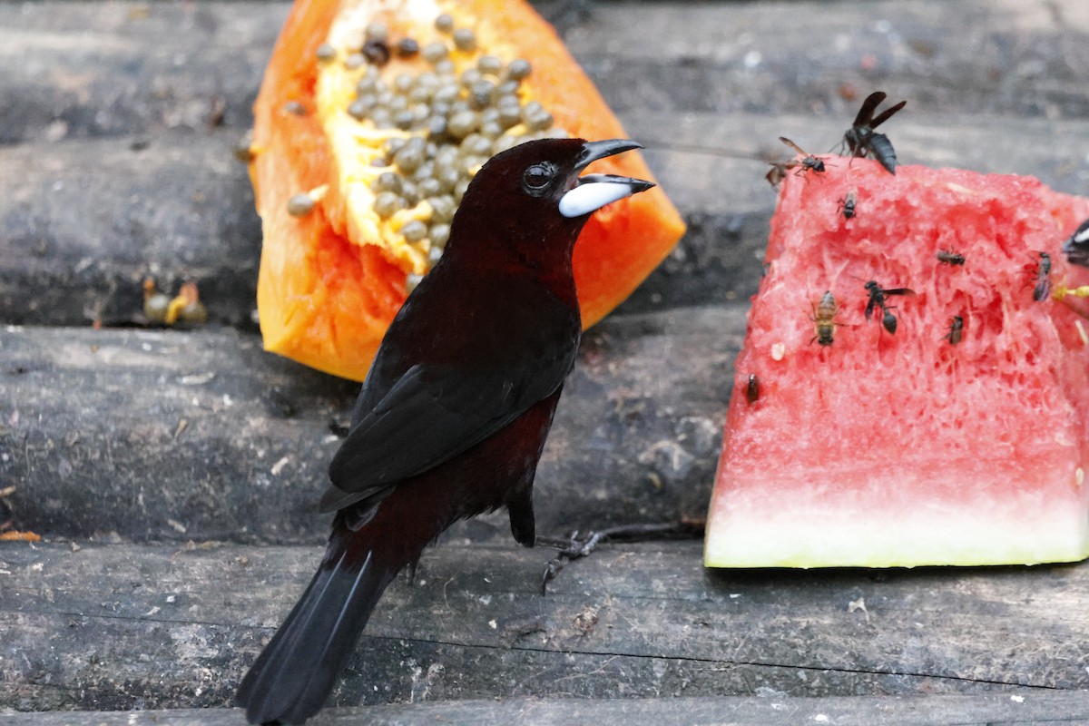 Silver-beaked Tanager - ML644394096