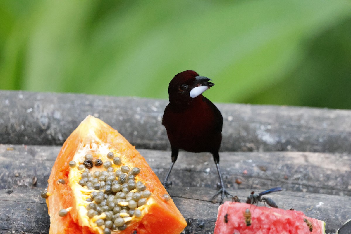 Silver-beaked Tanager - ML644394097