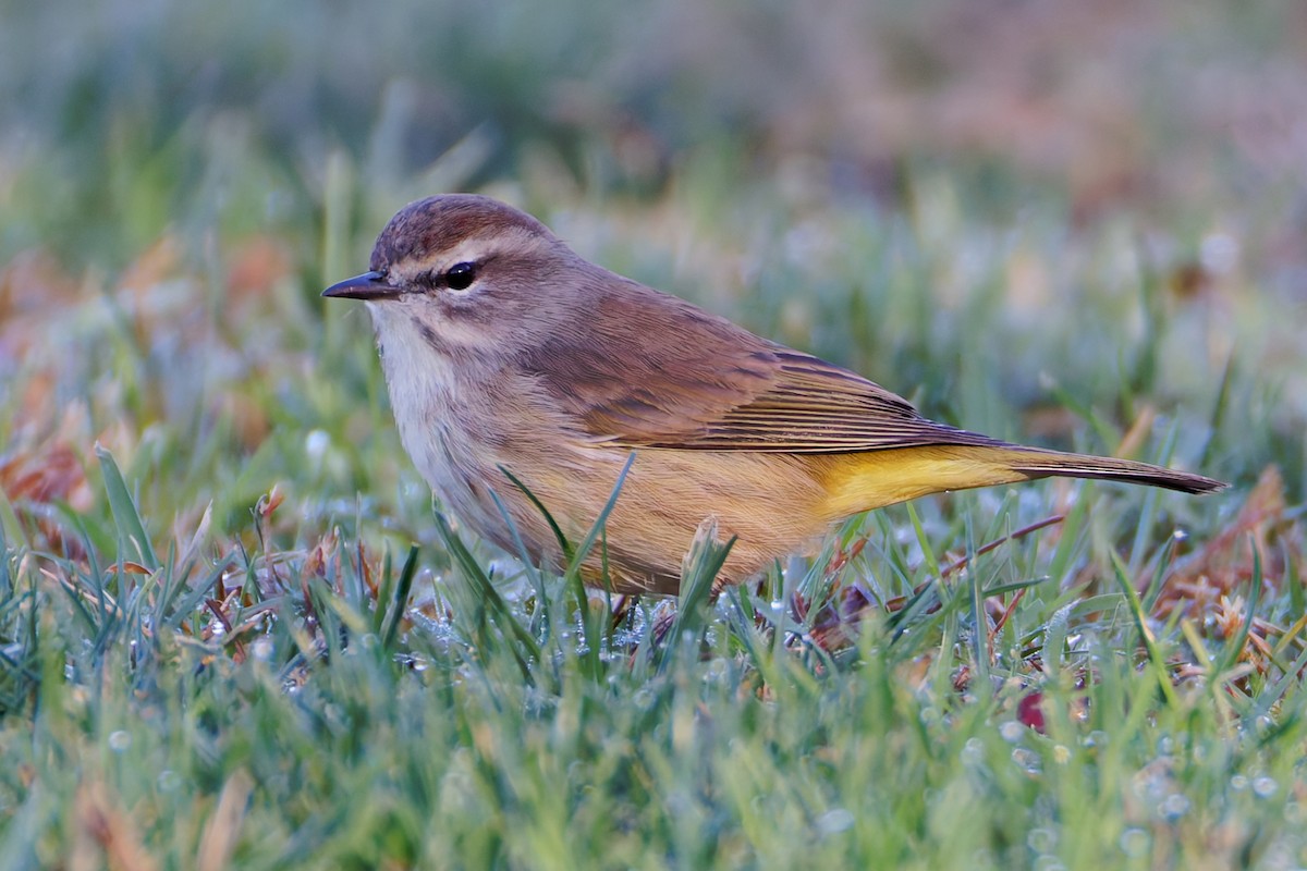 myrparula - ML644394098