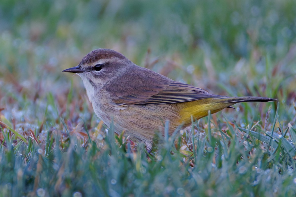 myrparula - ML644394115