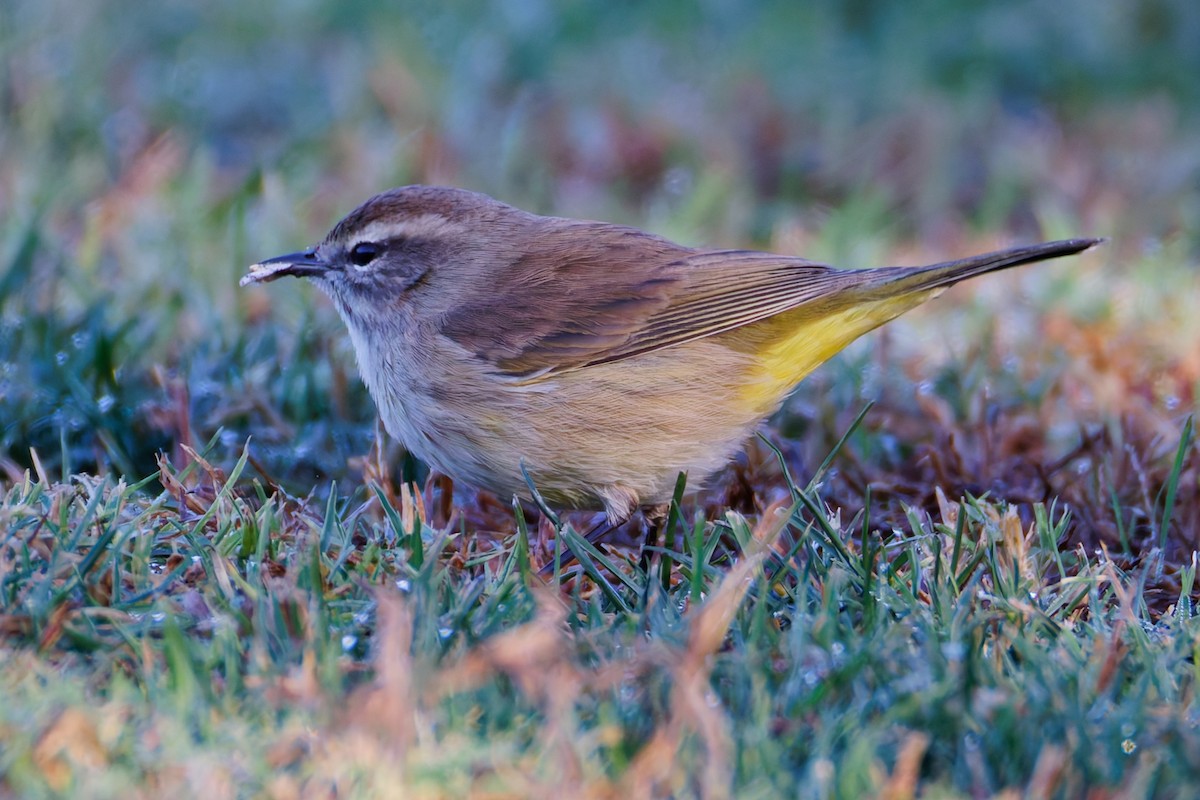 myrparula - ML644394117