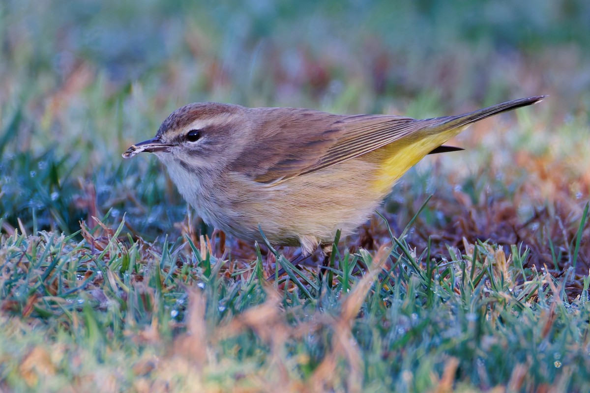 myrparula - ML644394120