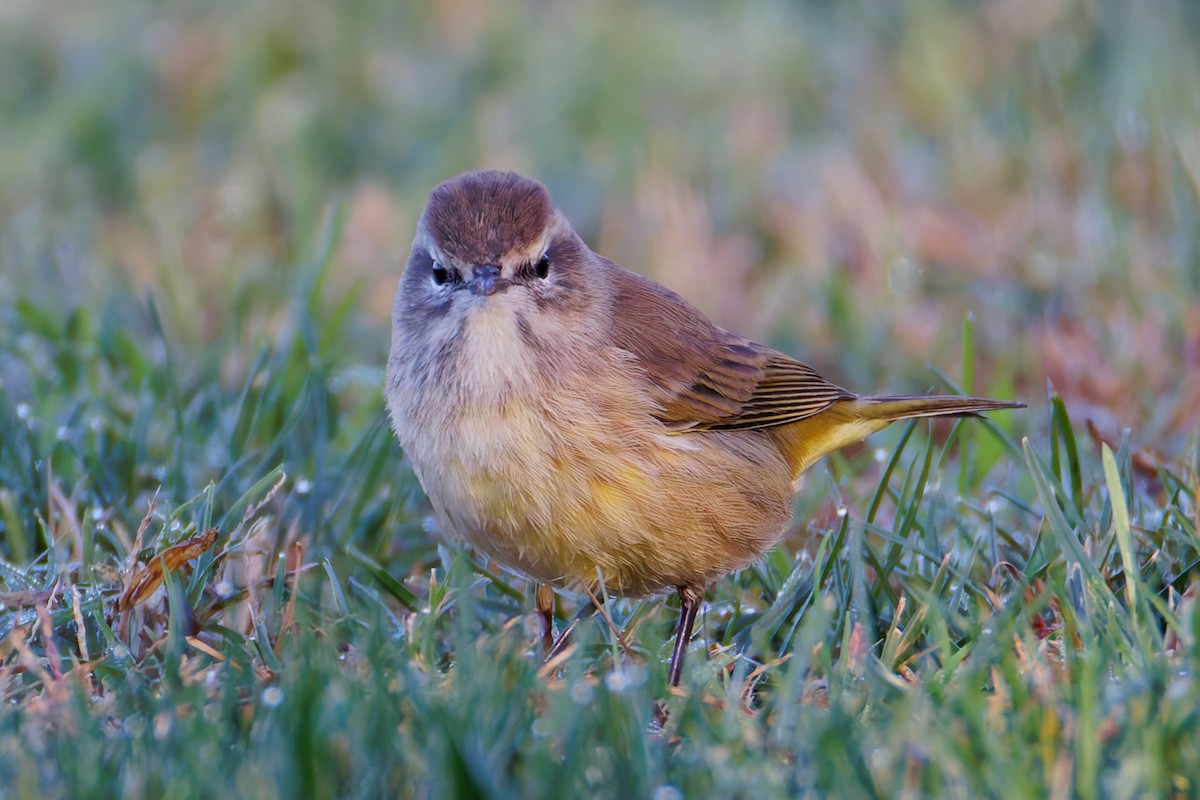 myrparula - ML644394125