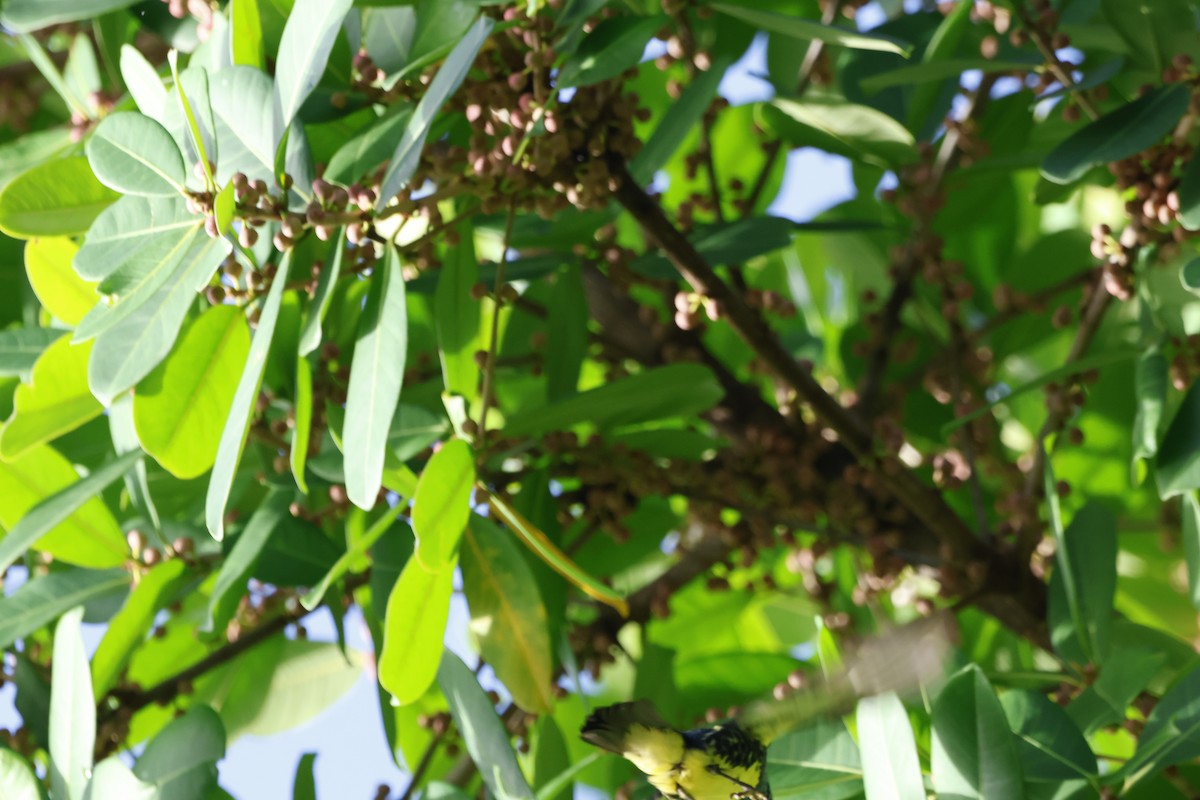 Turquoise Tanager - ML644394130