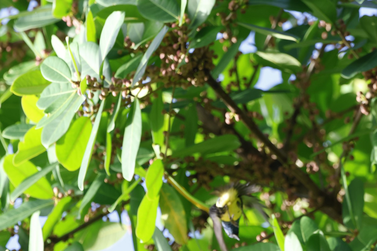 Turquoise Tanager - ML644394131