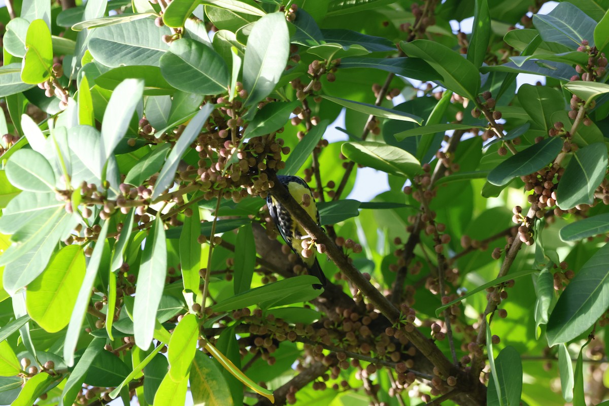 Turquoise Tanager - ML644394132