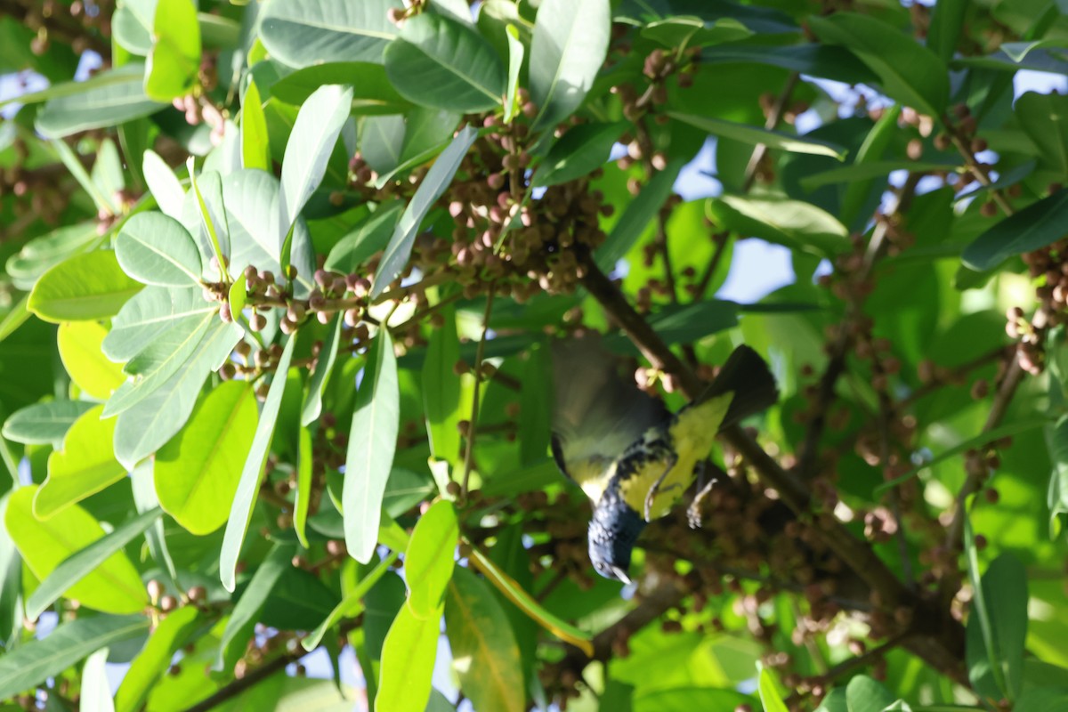Turquoise Tanager - ML644394133