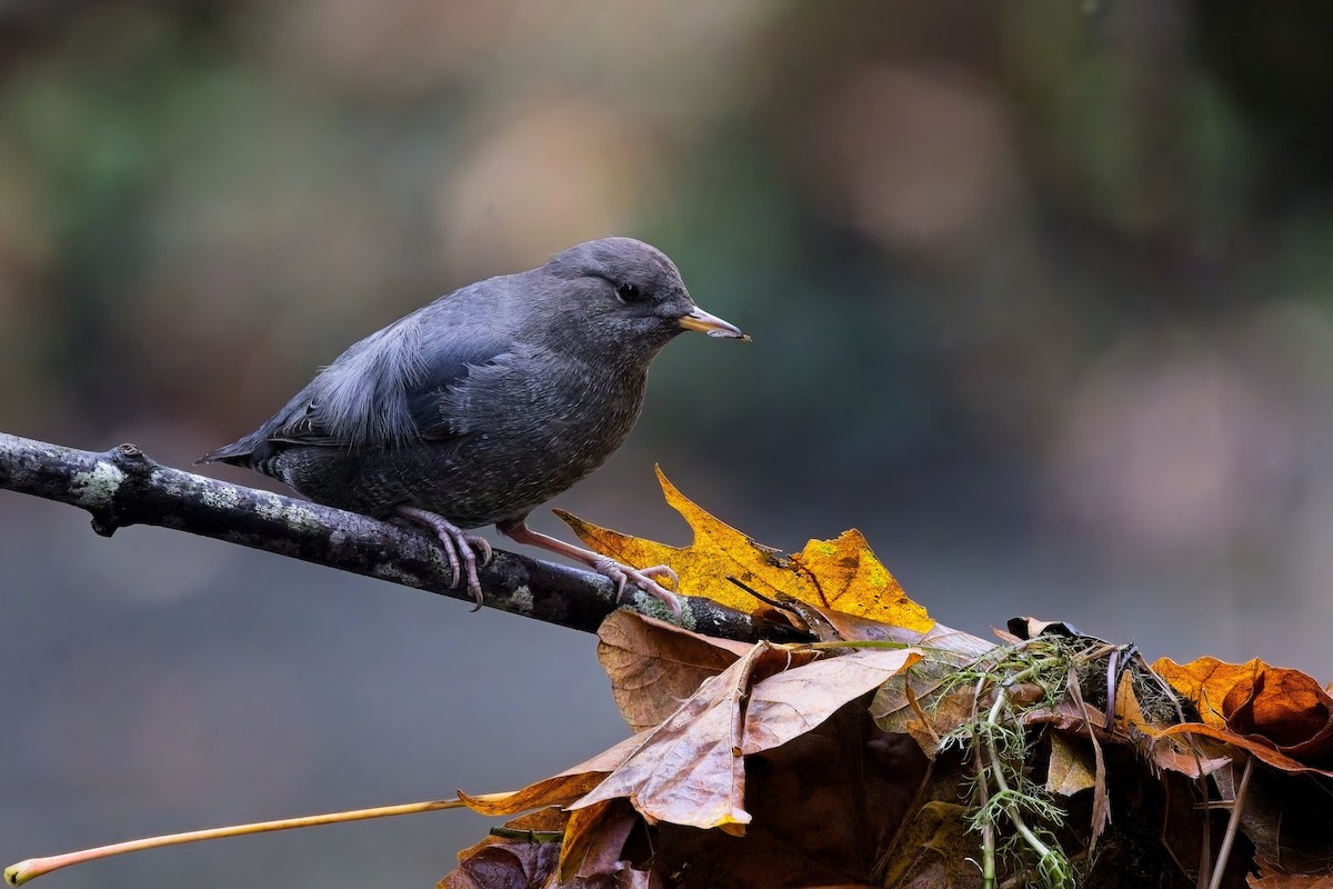 American Dipper - ML644394152