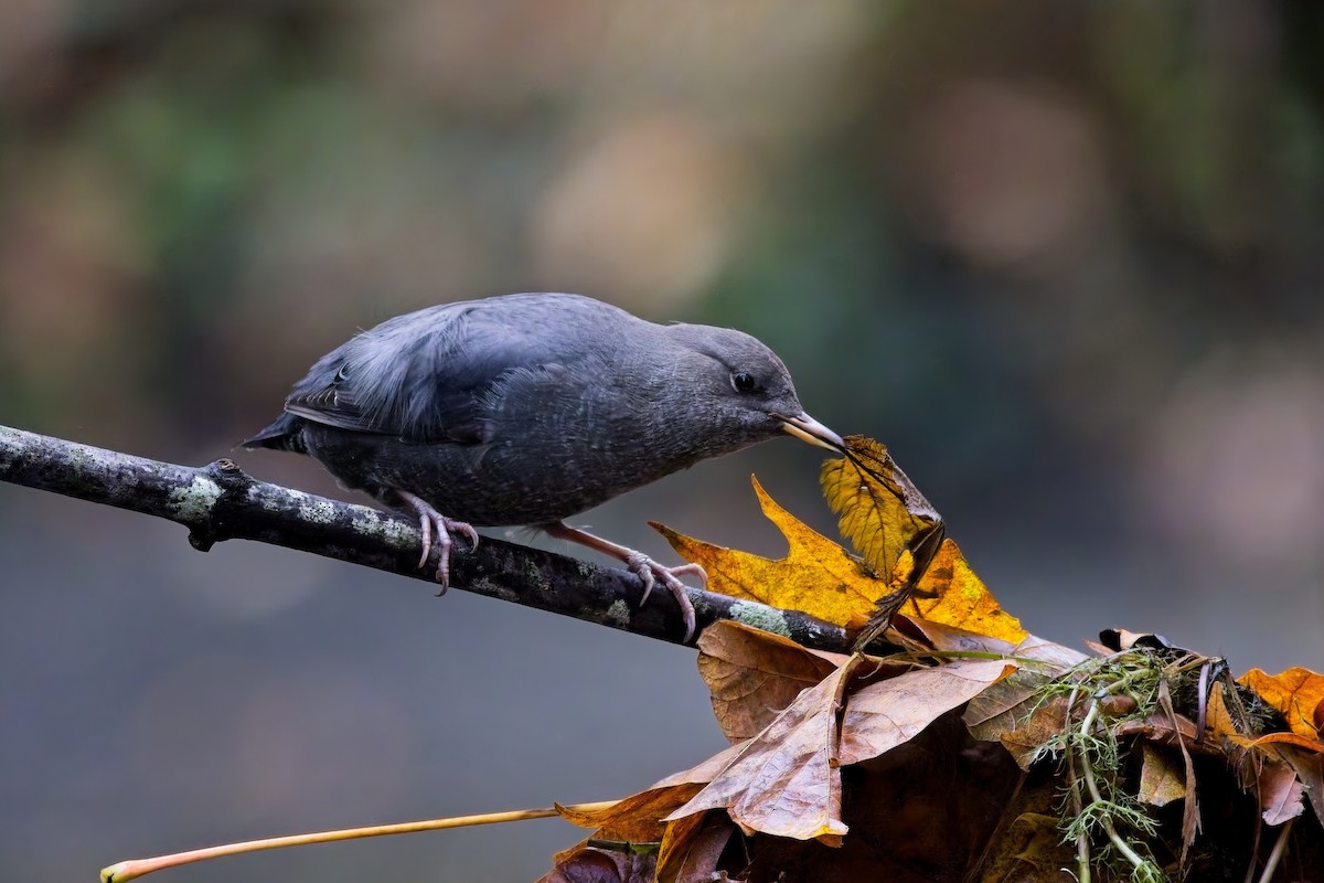 American Dipper - ML644394153
