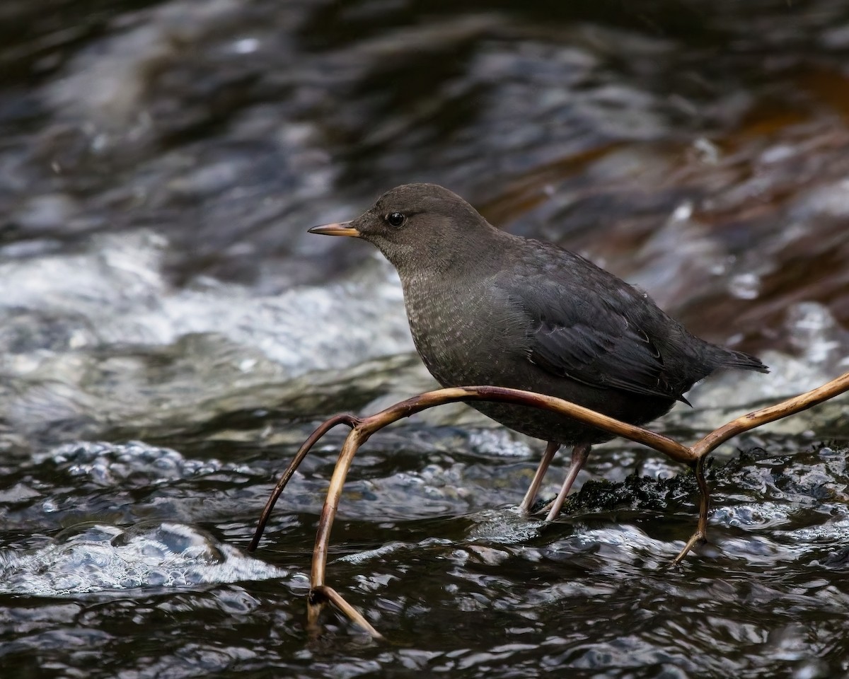 American Dipper - ML644394154