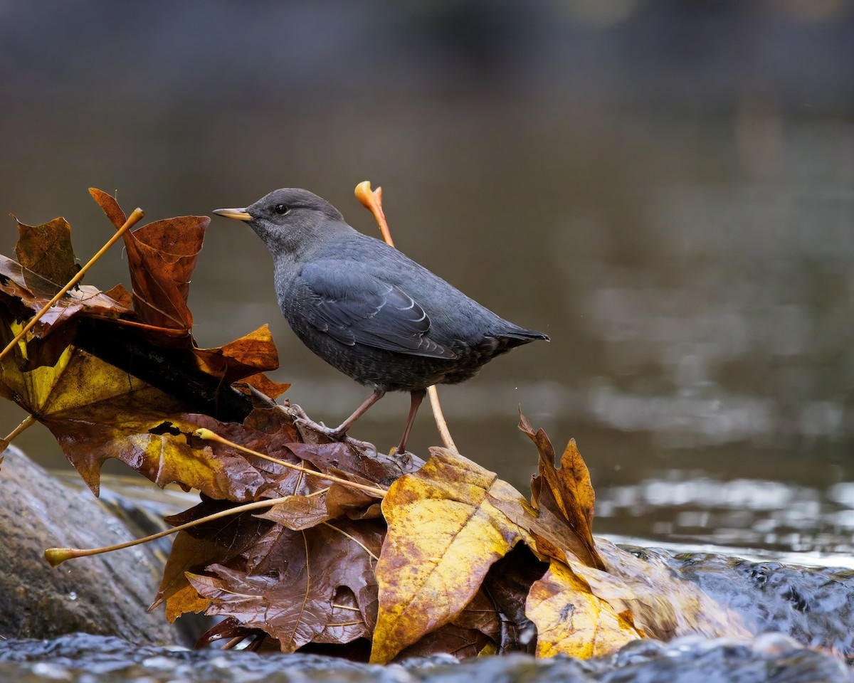 American Dipper - ML644394155