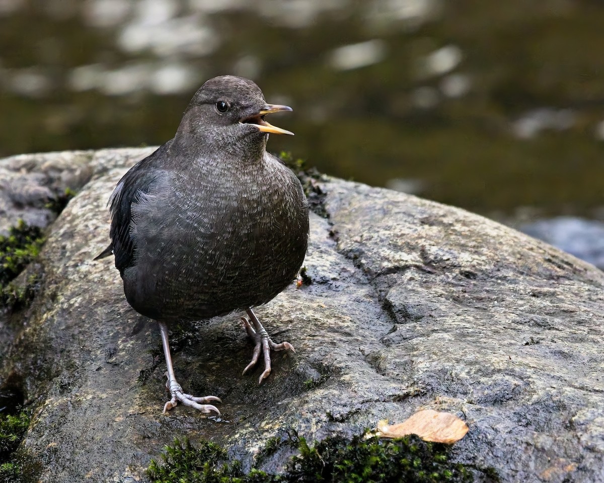 American Dipper - ML644394156