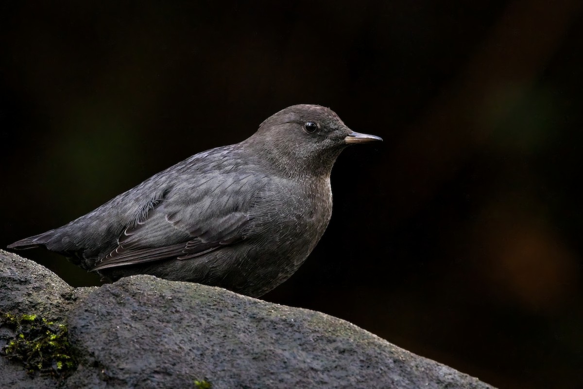 American Dipper - ML644394157