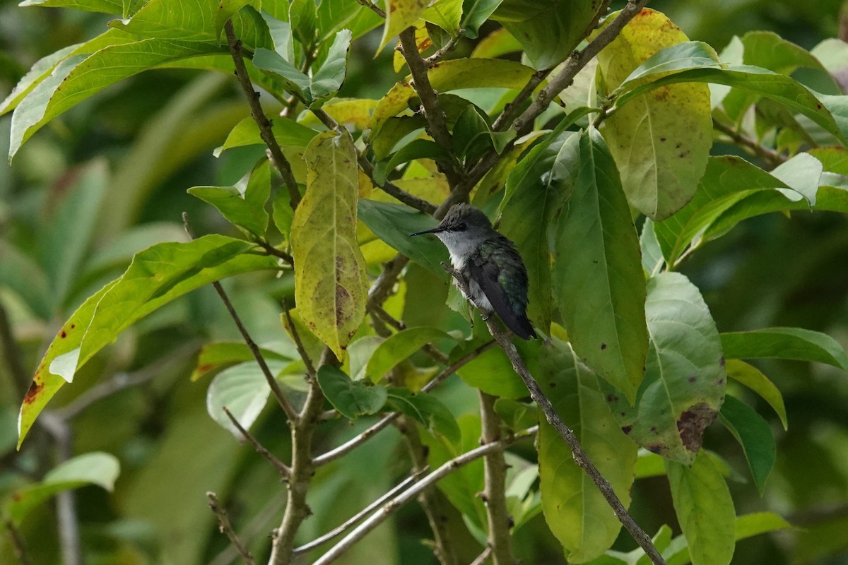 Colibrí Zumbadorcito - ML644394161