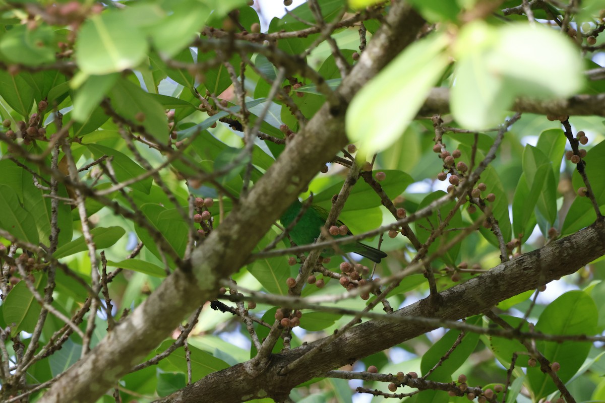 チャガシラフウキンチョウ - ML644394169