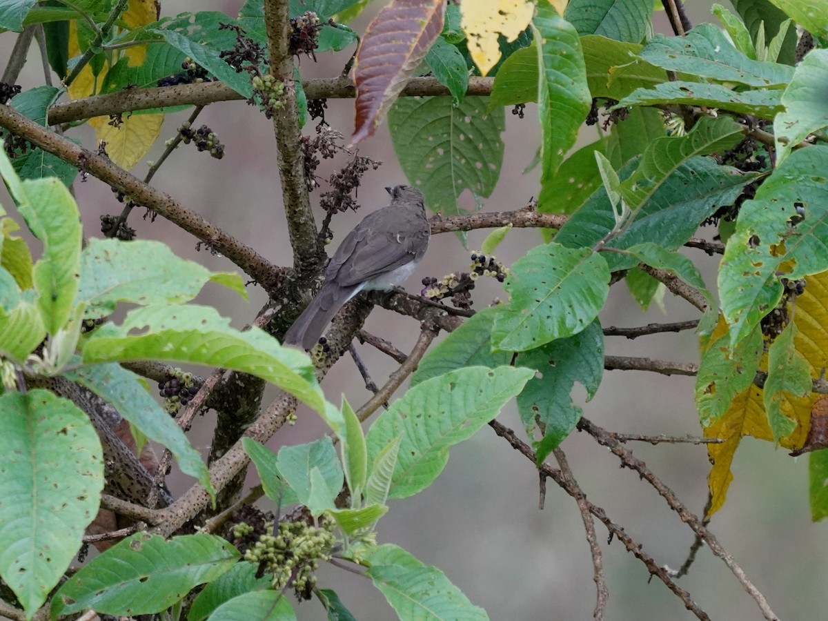 Black-billed Thrush (Drab) - ML644394198