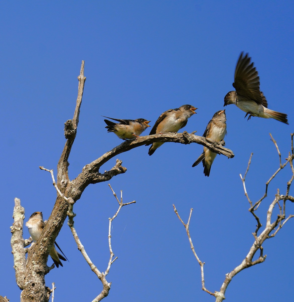 Tree Martin - ML644394202