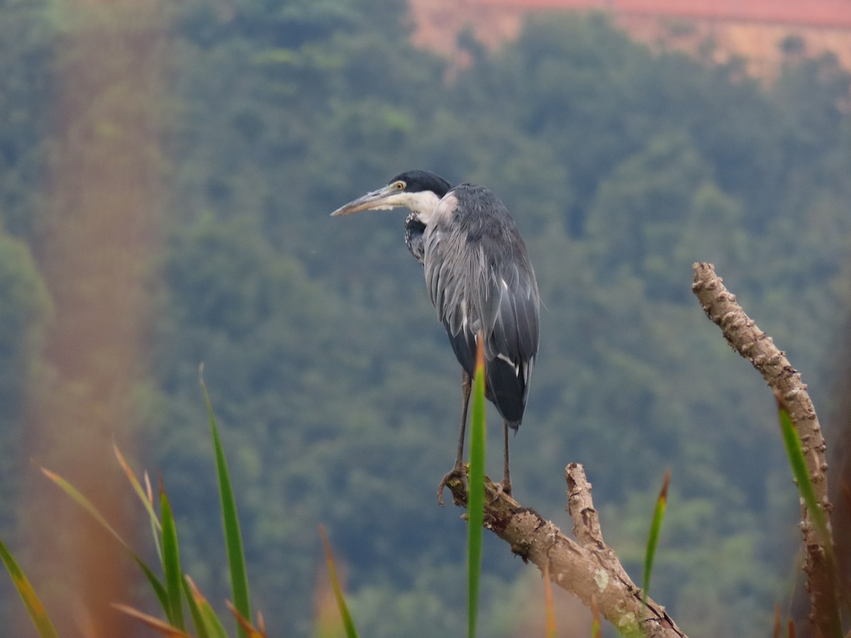 Black-headed Heron - ML644394222