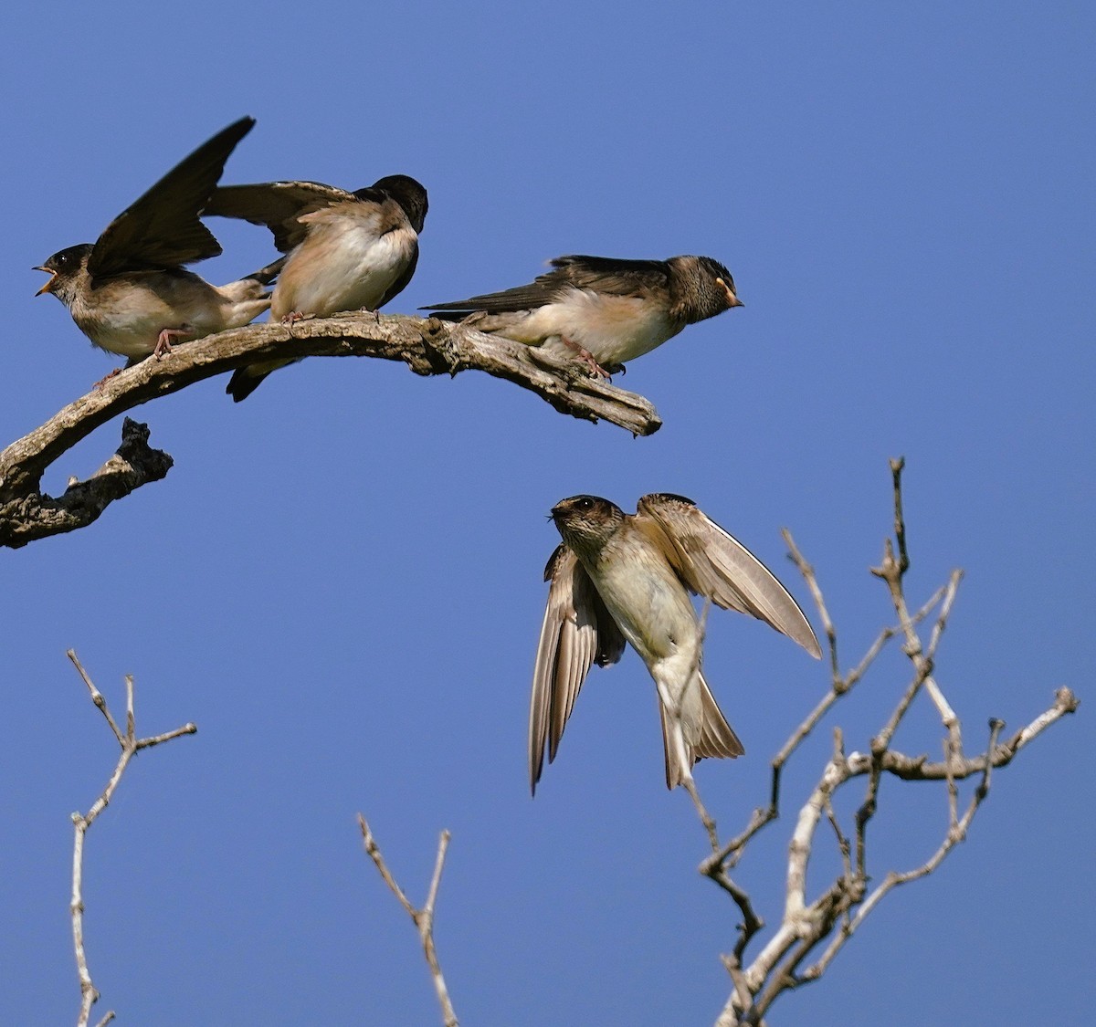 Tree Martin - ML644394226