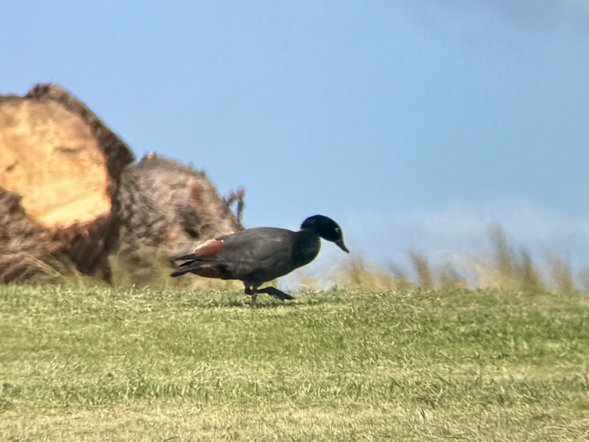 Paradiesgans - ML644394227