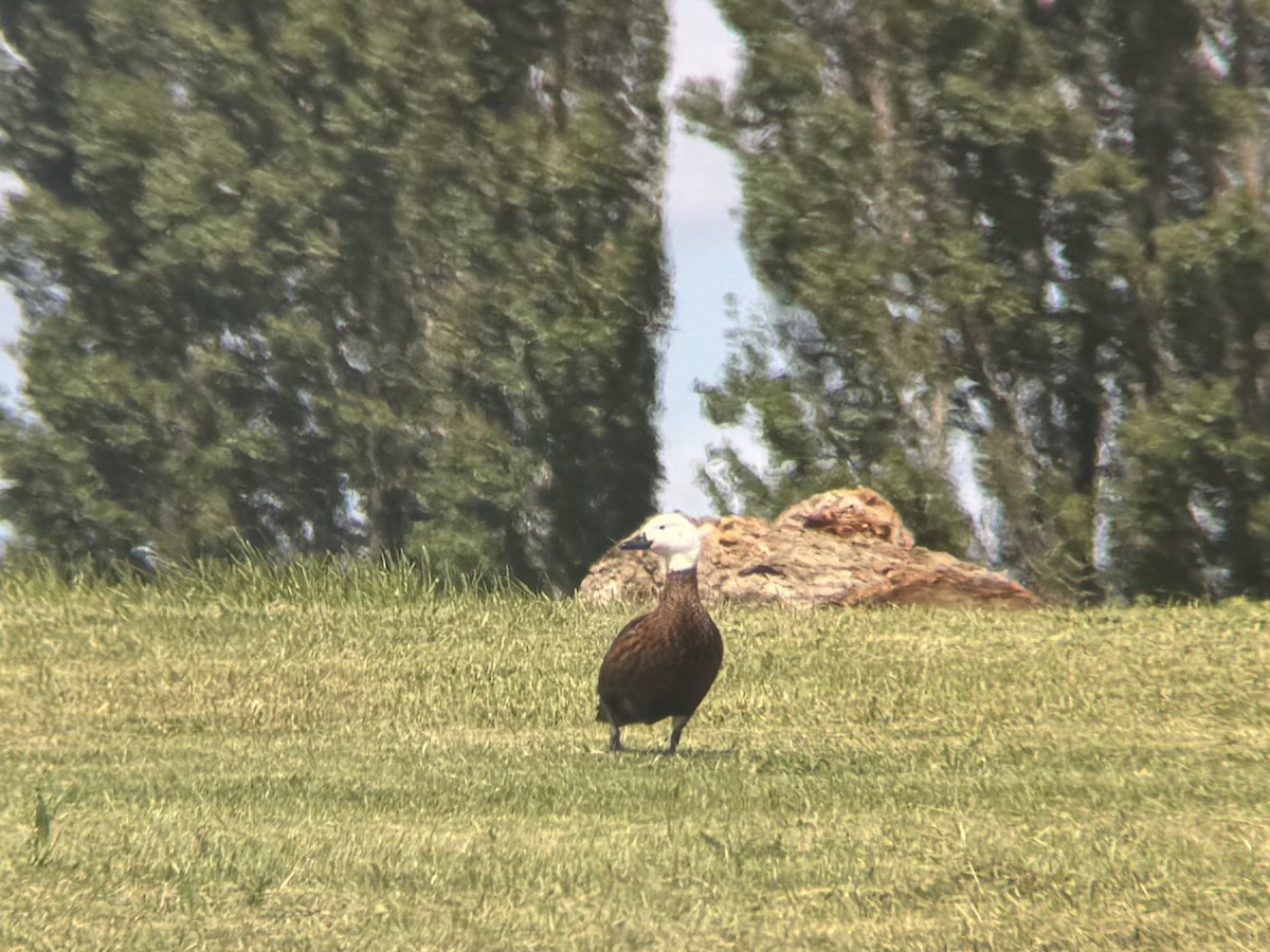 Paradiesgans - ML644394228