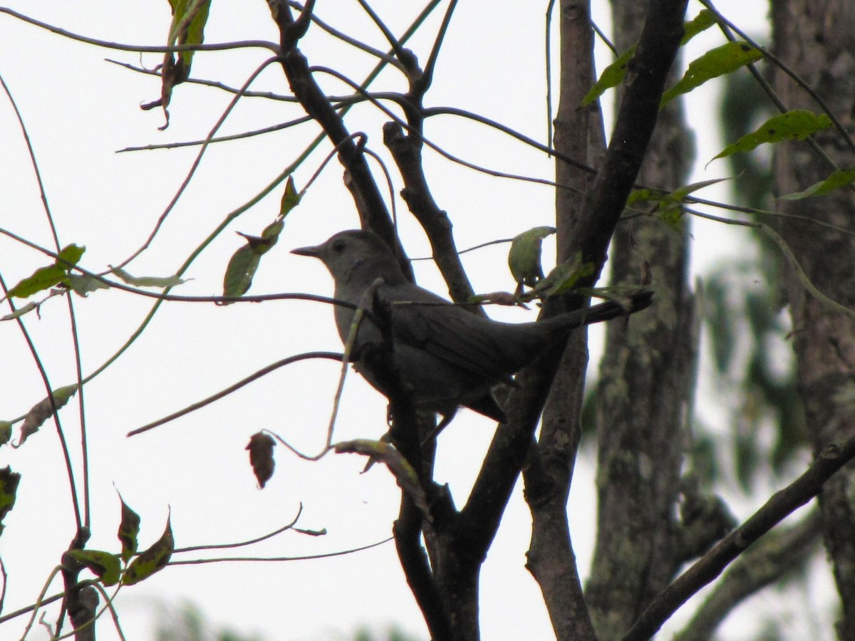 Moqueur chat - ML644394231