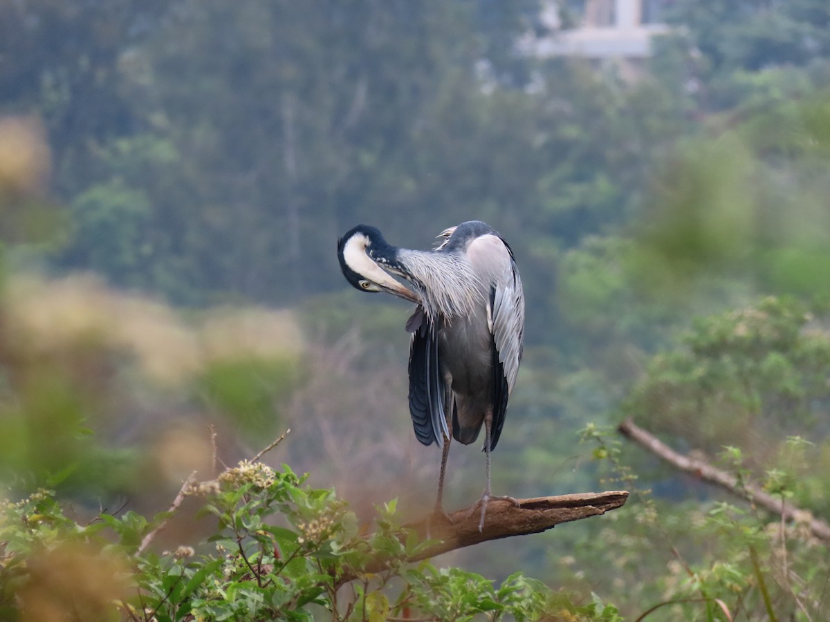 Black-headed Heron - ML644394234