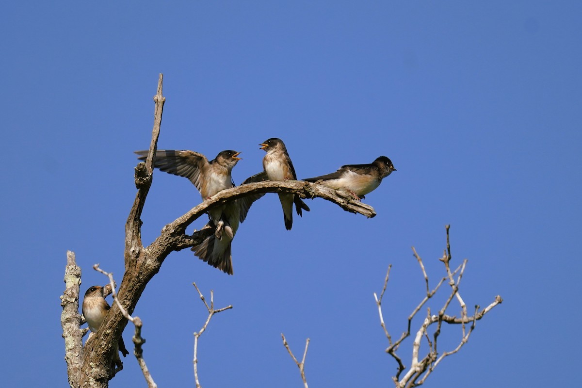 Tree Martin - ML644394237