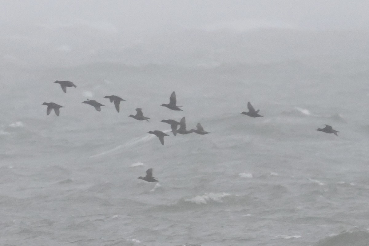 amerikasvartand - ML644394238