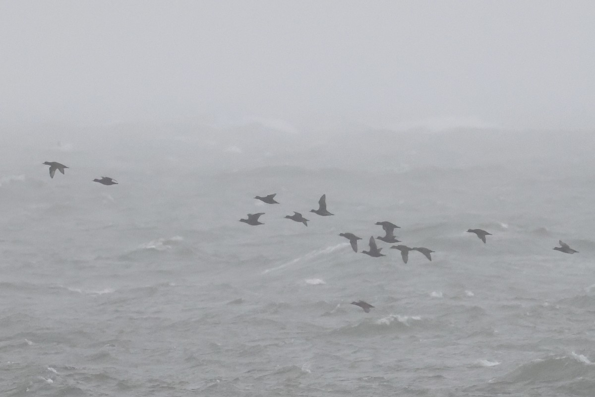 amerikasvartand - ML644394239