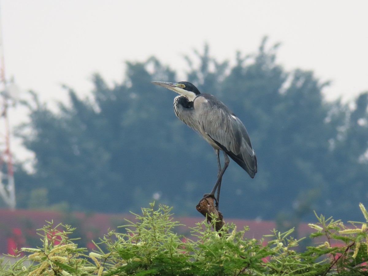 Black-headed Heron - ML644394243