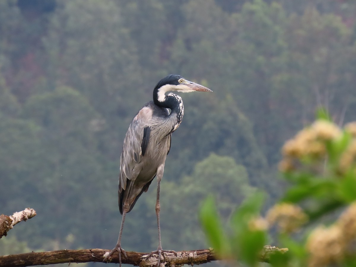 Black-headed Heron - ML644394250