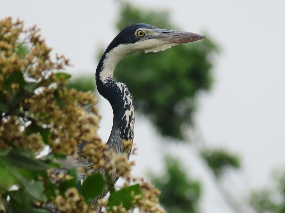 Black-headed Heron - ML644394254