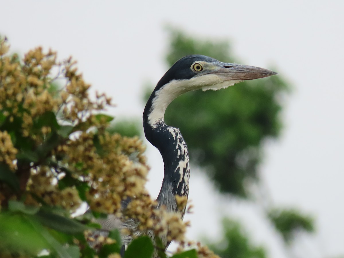 Black-headed Heron - ML644394256