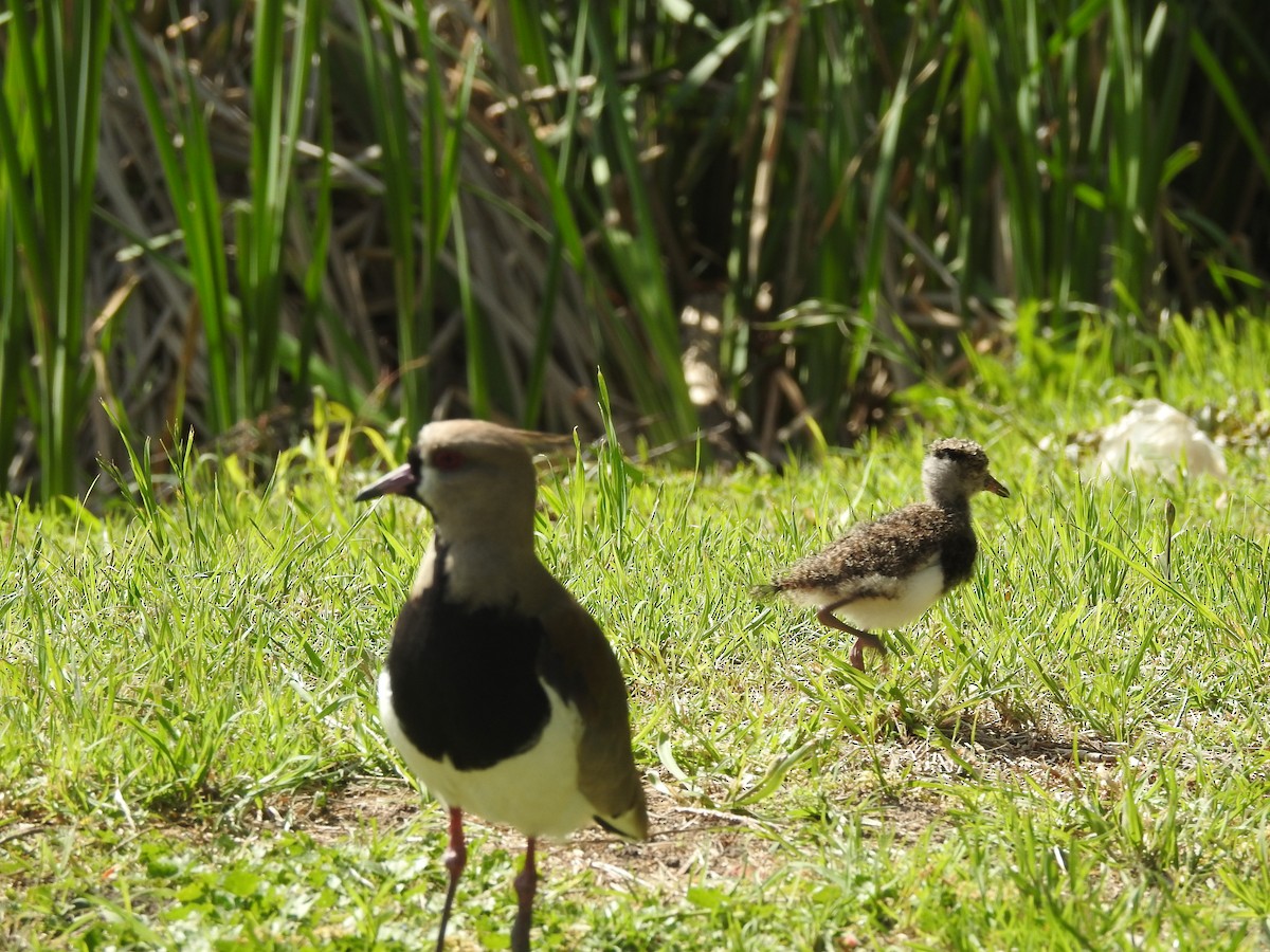 Southern Lapwing - ML644394261