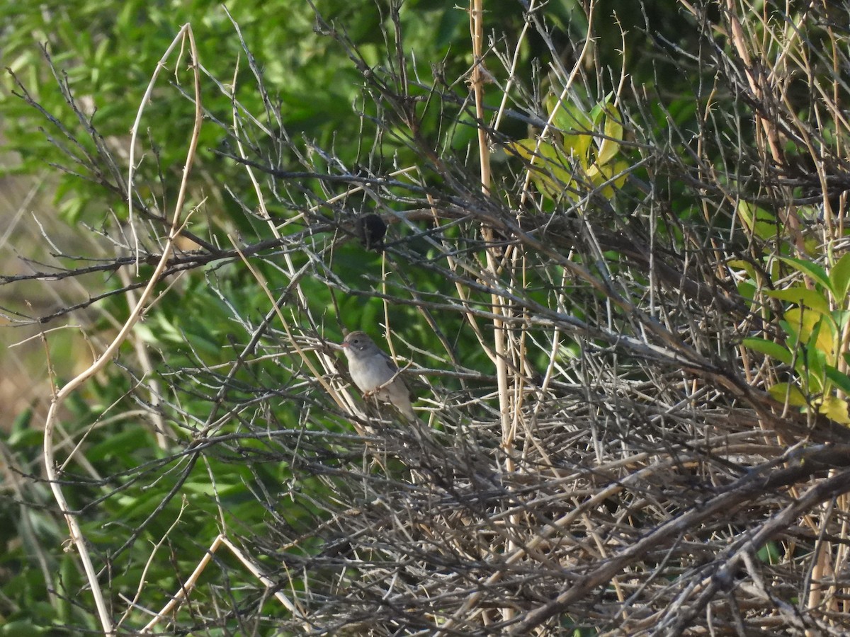 Brewer's Sparrow - ML644394262