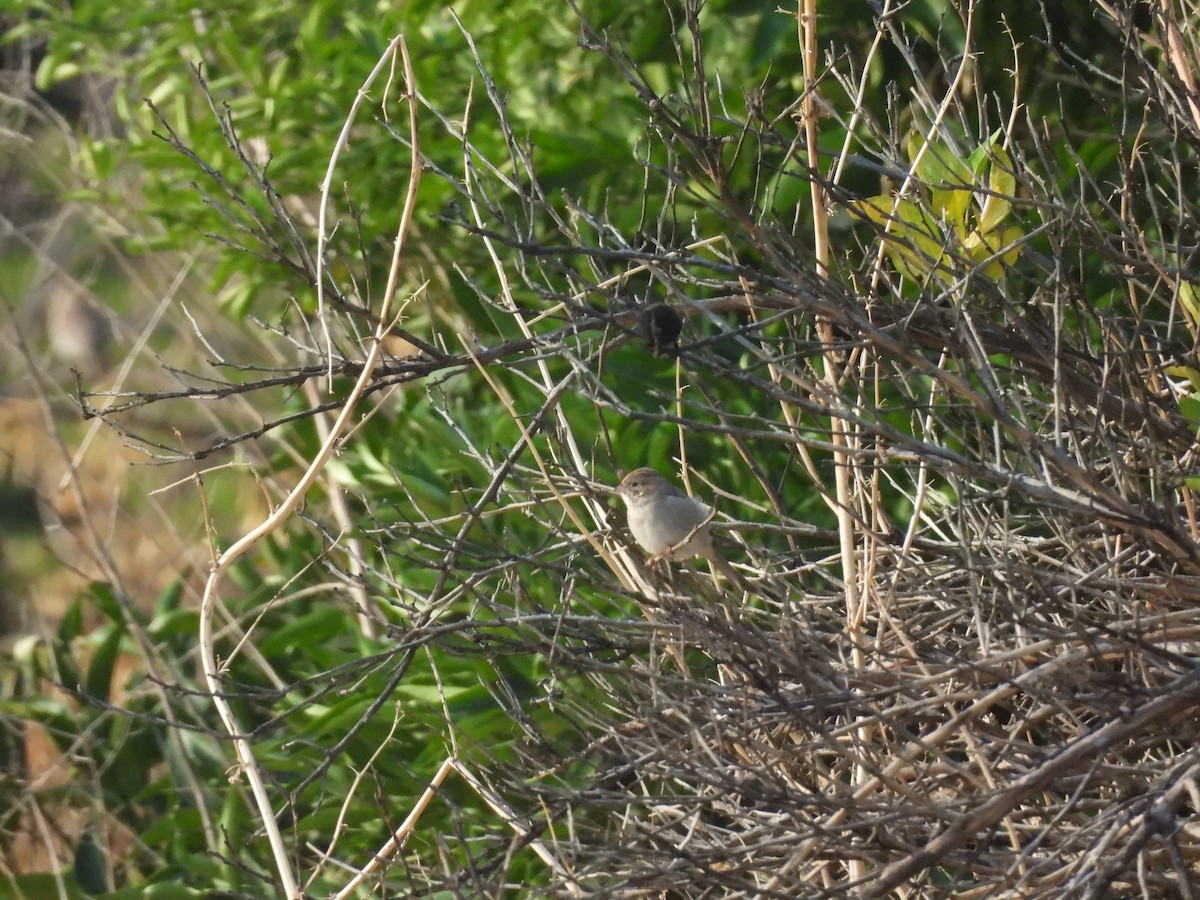 Brewer's Sparrow - ML644394263