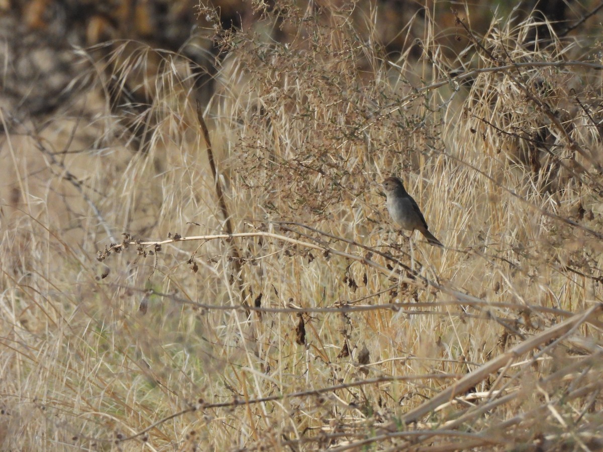 Brewer's Sparrow - ML644394265