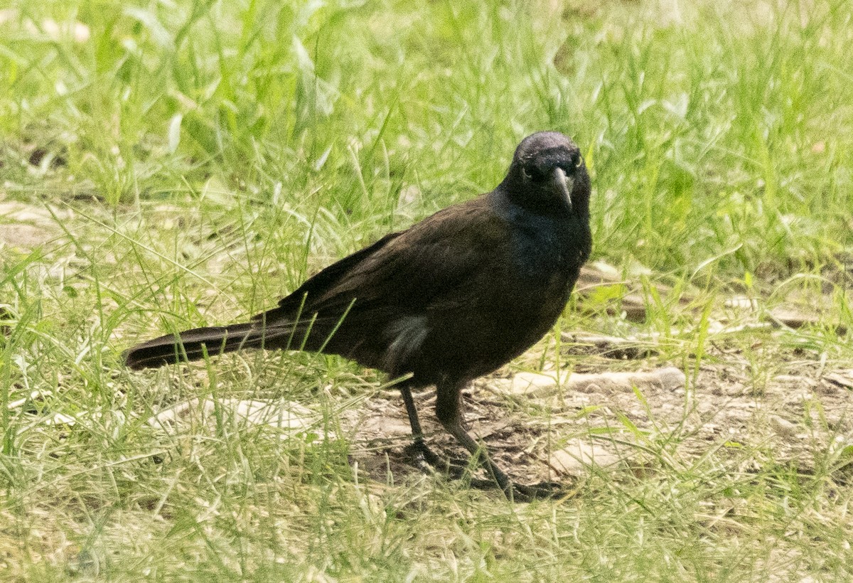 Quiscale bronzé - ML644394274