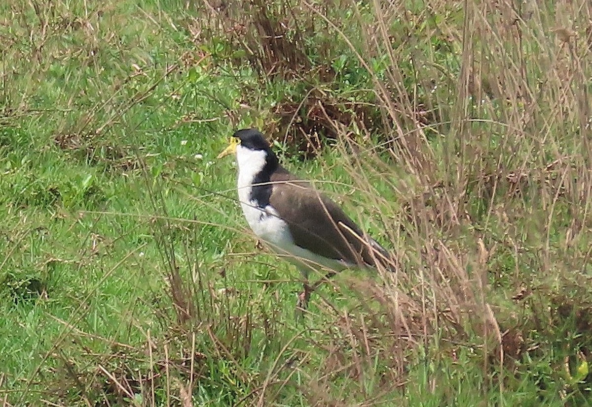 Masked Lapwing - ML644394278
