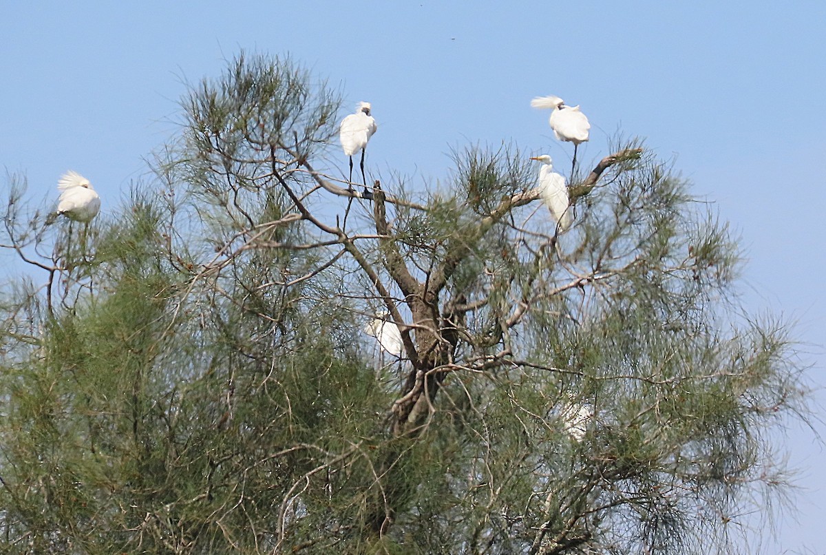 Royal Spoonbill - ML644394281