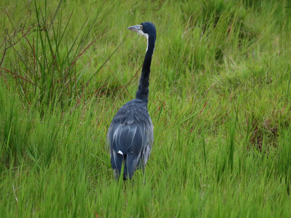 Black-headed Heron - ML644394282