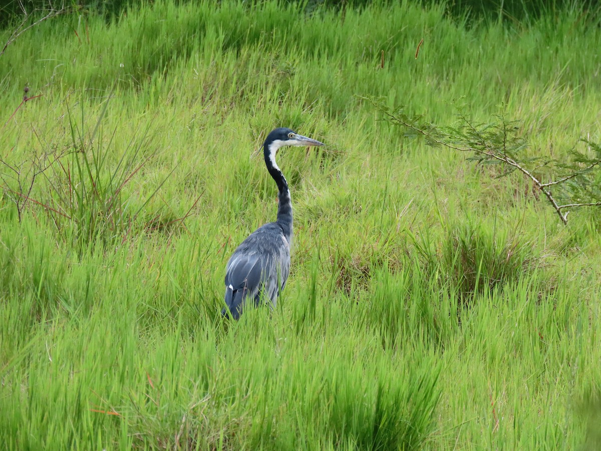 Black-headed Heron - ML644394284