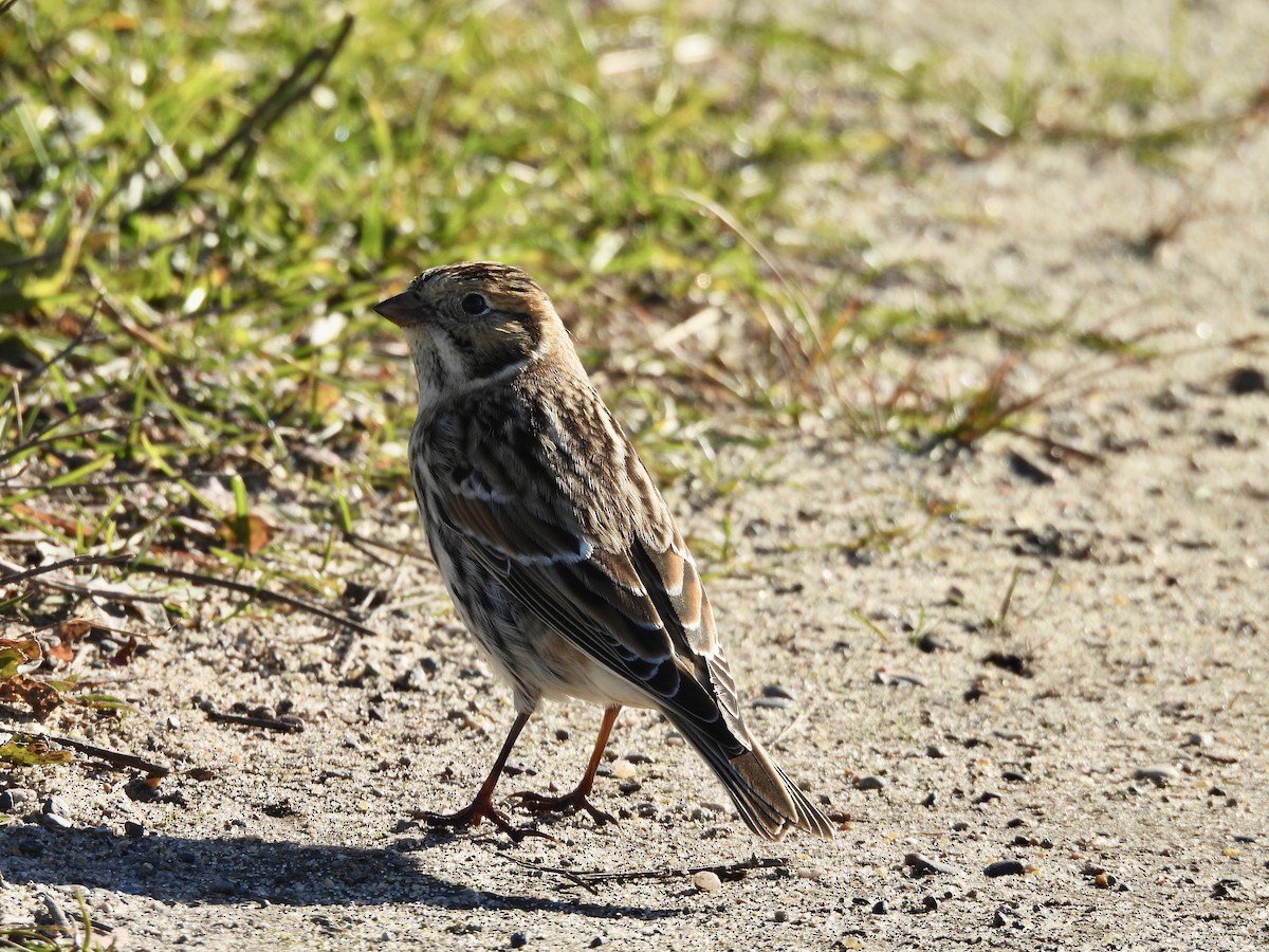 Подорожник лапландський - ML644394299