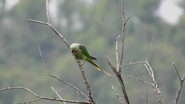 Alexandrine Parakeet - ML644394306