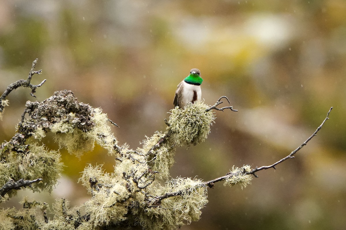 アンデスヤマハチドリ - ML644394309