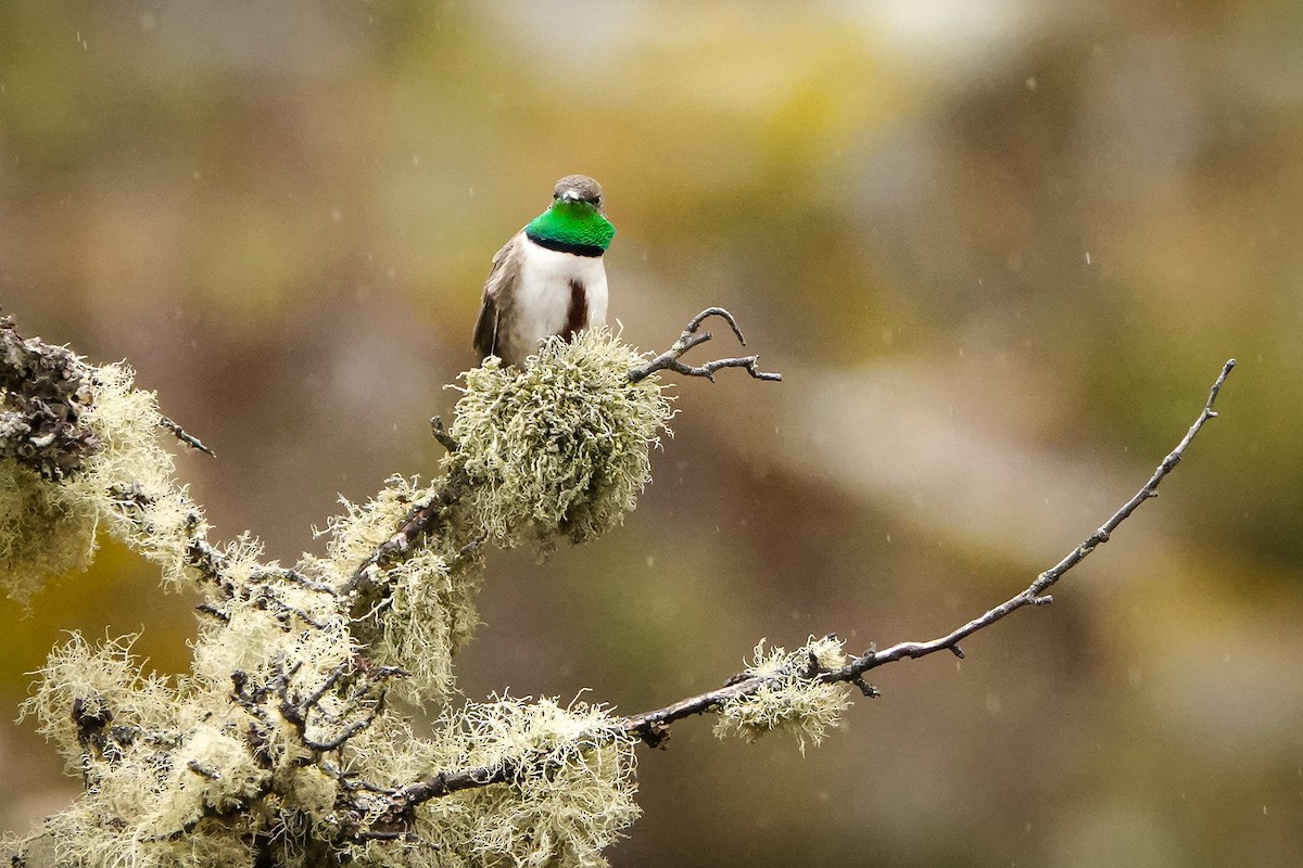 アンデスヤマハチドリ - ML644394310