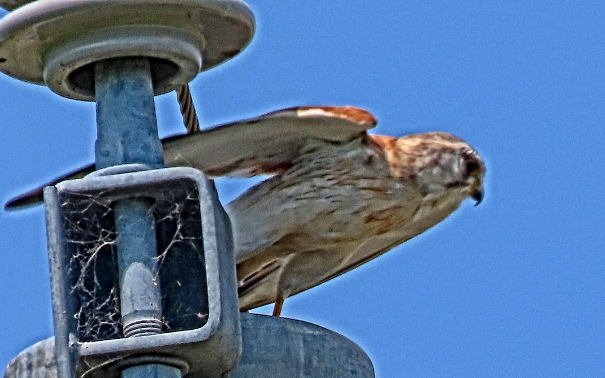 Nankeen Kestrel - ML644394314