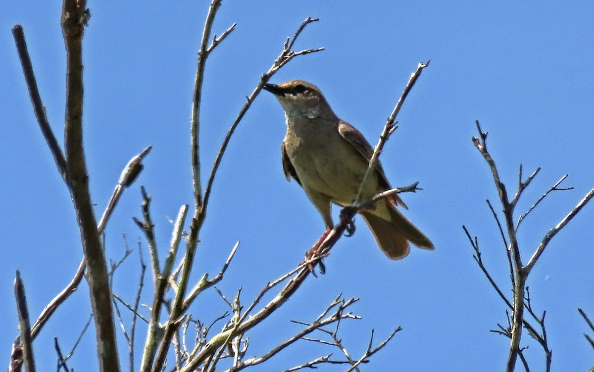 Rufous Songlark - ML644394318